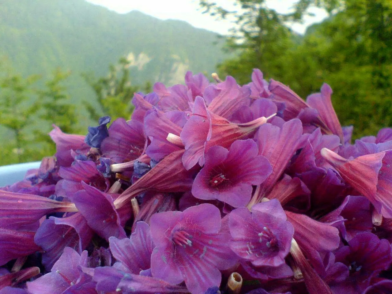 بررسی خواص عرق گاوزبان 