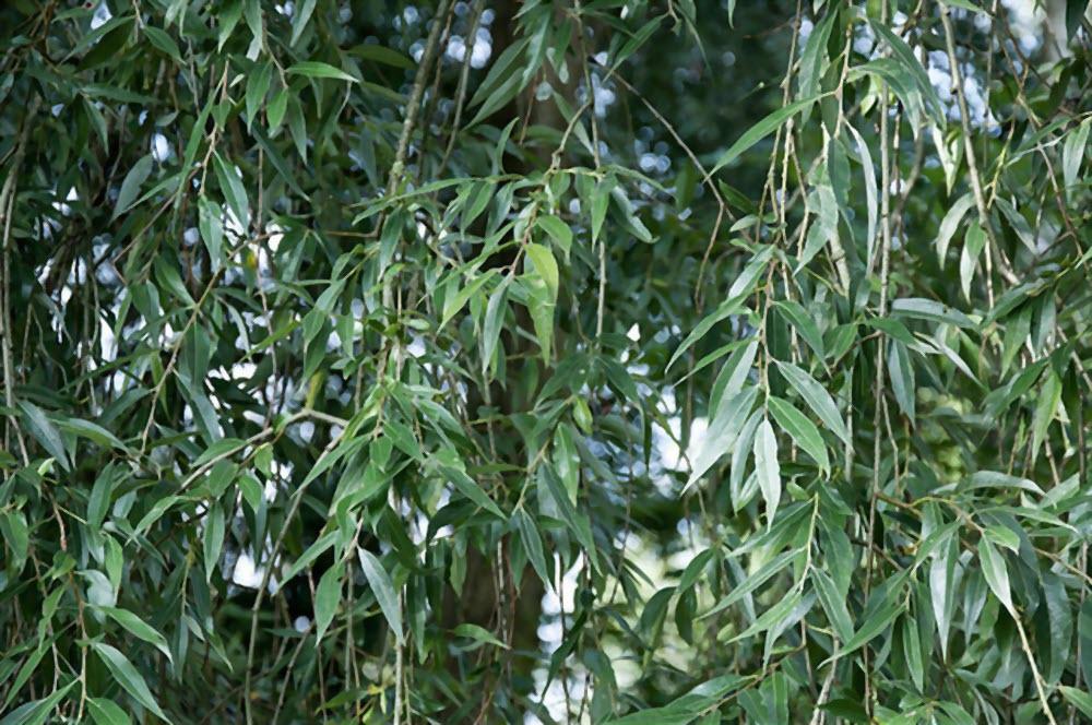 عرق بید برای آرامش اعصاب و کاهش استرس | فواید + بهترین زمان مصرف