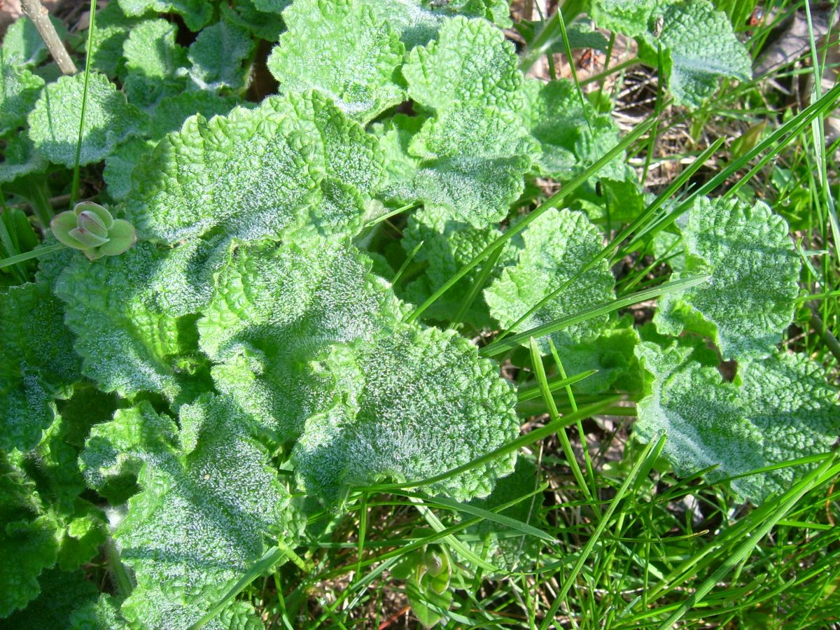 تأثیر عرق فراسیون در کاهش التهابات و عفونت‌ها