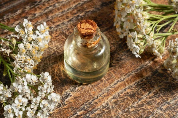 خواص عرق بومادران برای قاعدگی و تنظیم عادت ماهانه