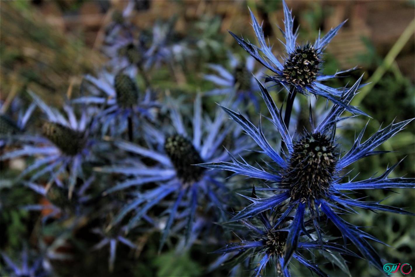 عرق بوقناق برای چربی خون — چقدر مؤثر است؟