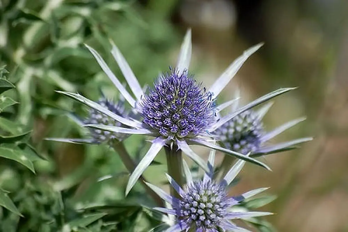 طرز تهیه شربت بوقناق در خانه (مرحله‌به‌مرحله)