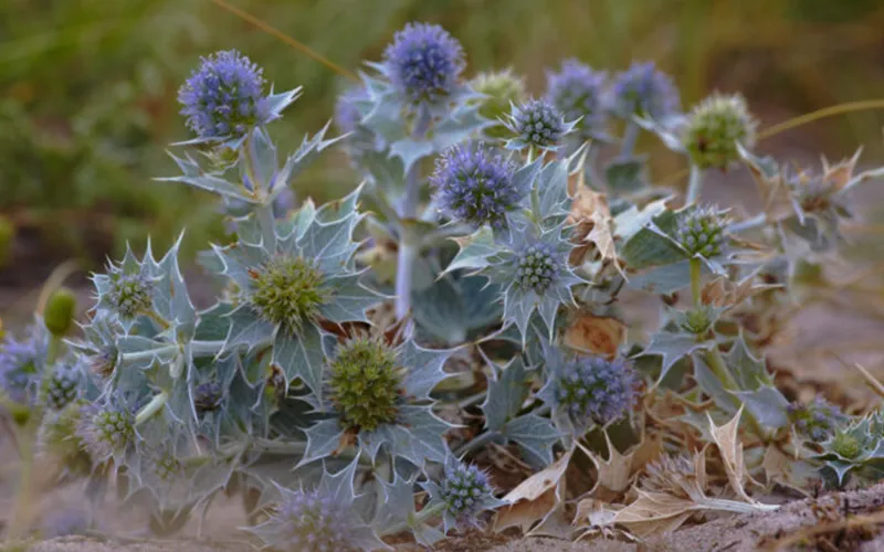 مضرات و موارد منع مصرف عرق بوقناق