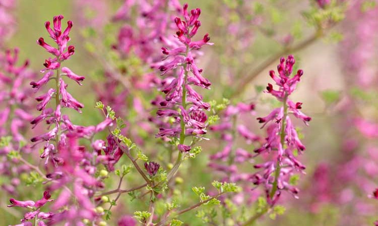 عرق شاطره برای لاغری — واقعیت علمی و نحوه مصرف درست