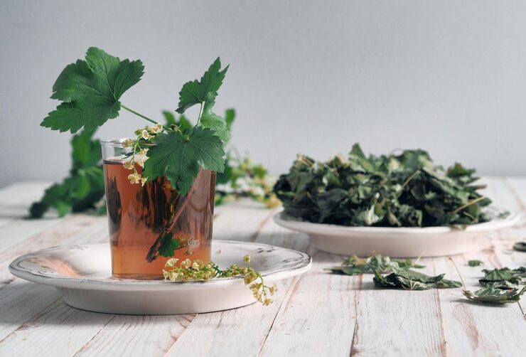 عرق گزنه؛ یاریگر بدن در کاهش قند خون و بهبود دیابت