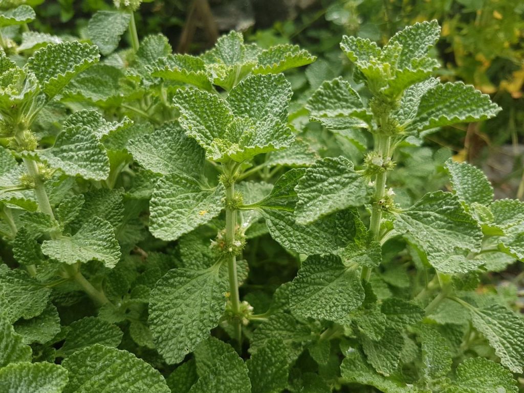 عرق فراسیون چیست و برای چه بیماری‌هایی مفید است؟