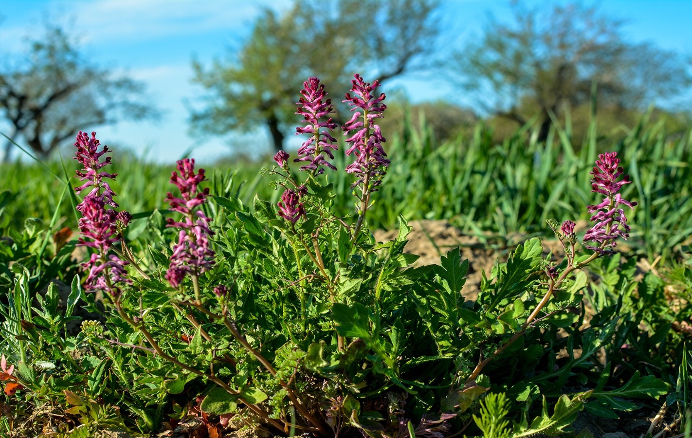 خواص عرق شاطره برای معده و گوارش