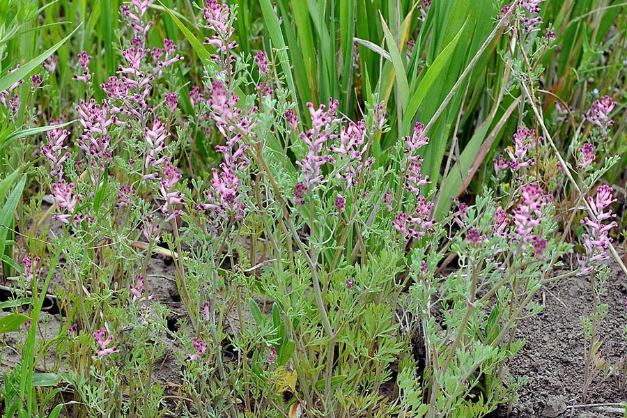 عرق شاطره برای کبد _ پاکسازی، کاهش چربی و سم‌زدایی