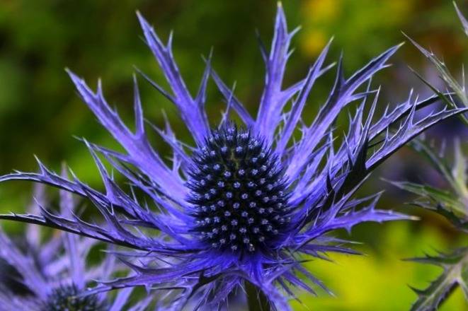 عرق بوقناق برای پوست و روشن‌ کننده طبیعی