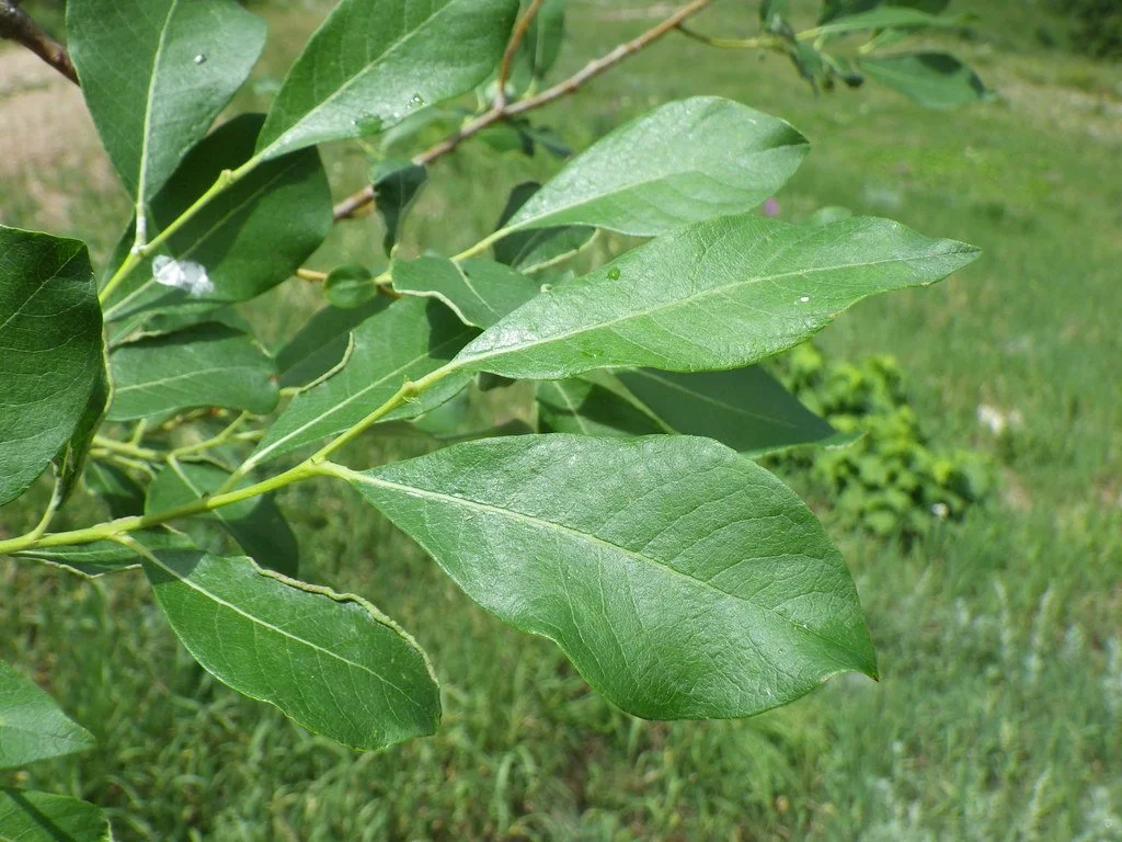 عرق بید برای پوست و جوش | کاهش التهاب پوستی + نحوه استفاده