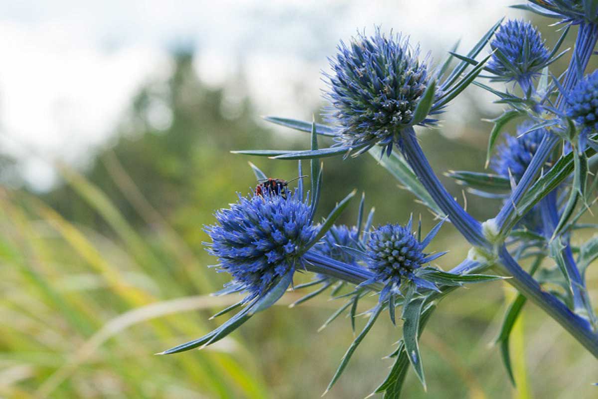 عرق بوقناق برای لاغری — حقیقت یا شایعه؟