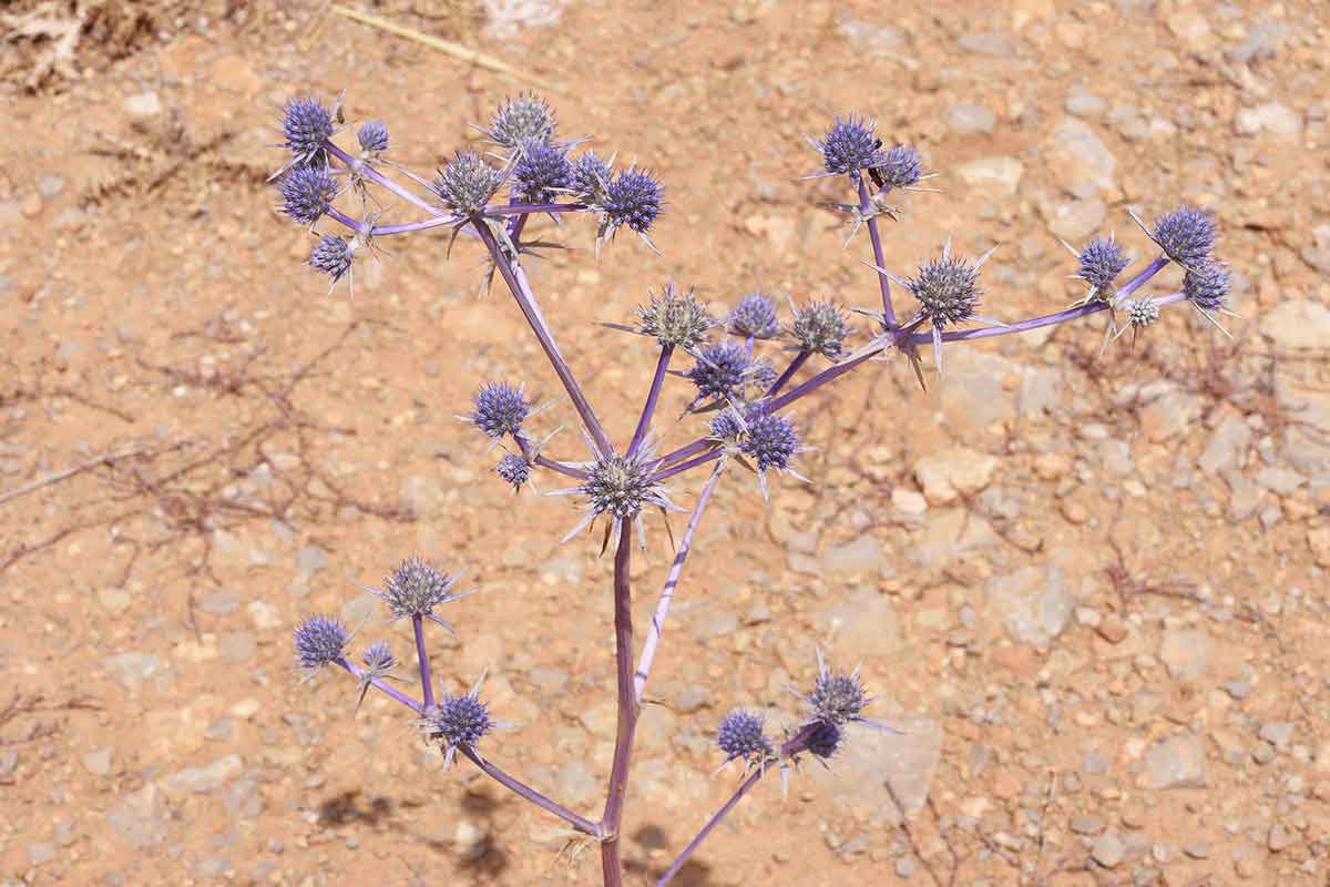 خواص عرق بوقناق برای معده و کبد