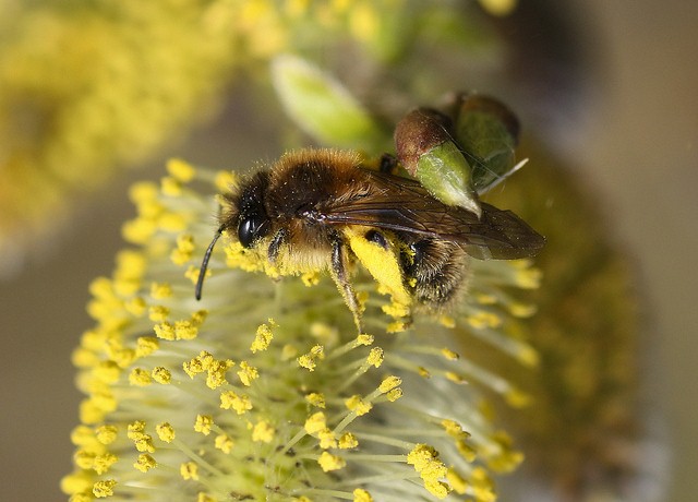 بهترین عرقیات گیاهی برای آرامش اعصاب: مقایسه بیدمشک، بهارنارنج و گلاب