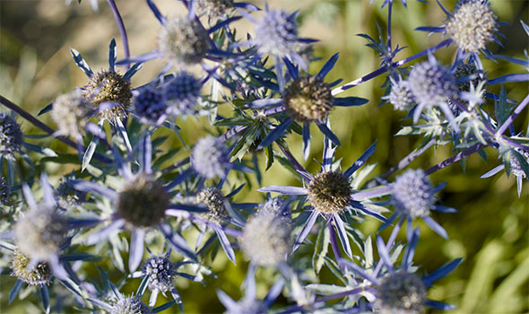 خواص عرق بوقناق برای دیابت