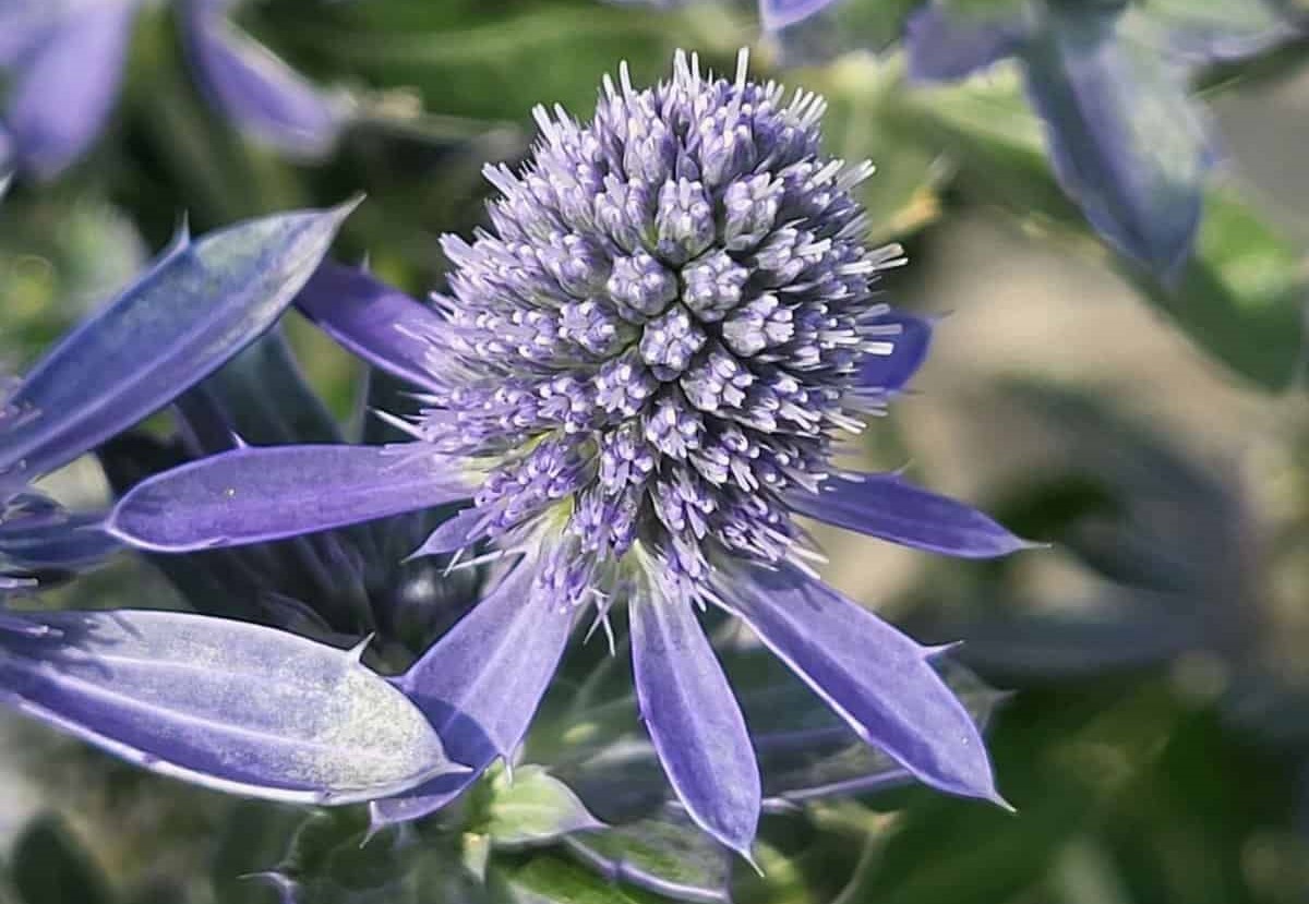 عرق بوقناق و نقش آن در سلامت روده